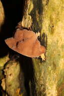 Image of ear fungus