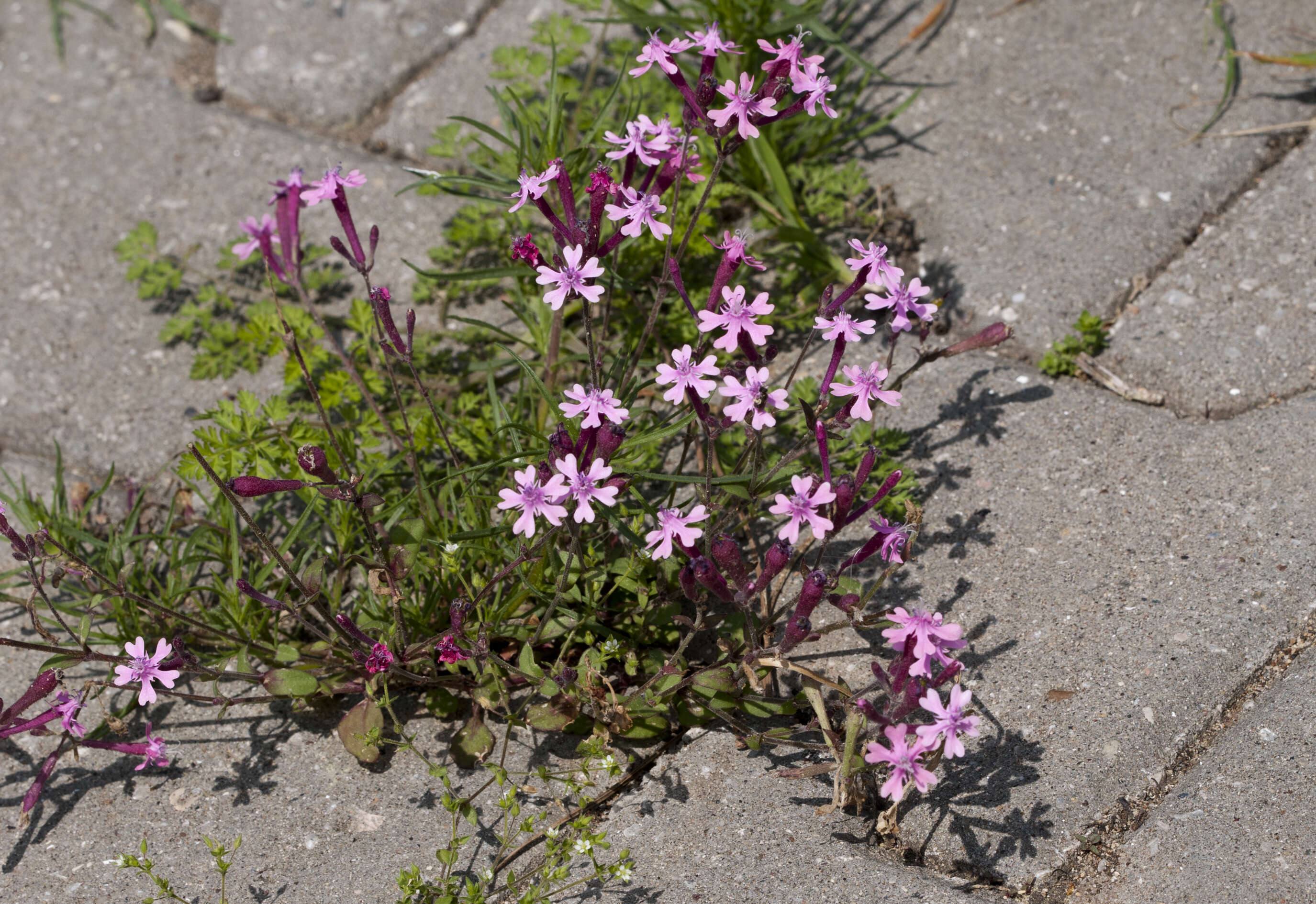 Silene aegyptiaca (L.) L. fil.的圖片