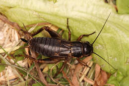 Image of two-spotted cricket