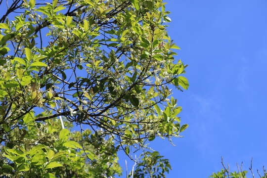 Image of Symplocos cochinchinensis (Lour.) Moore