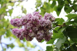 Image of Common Lilac