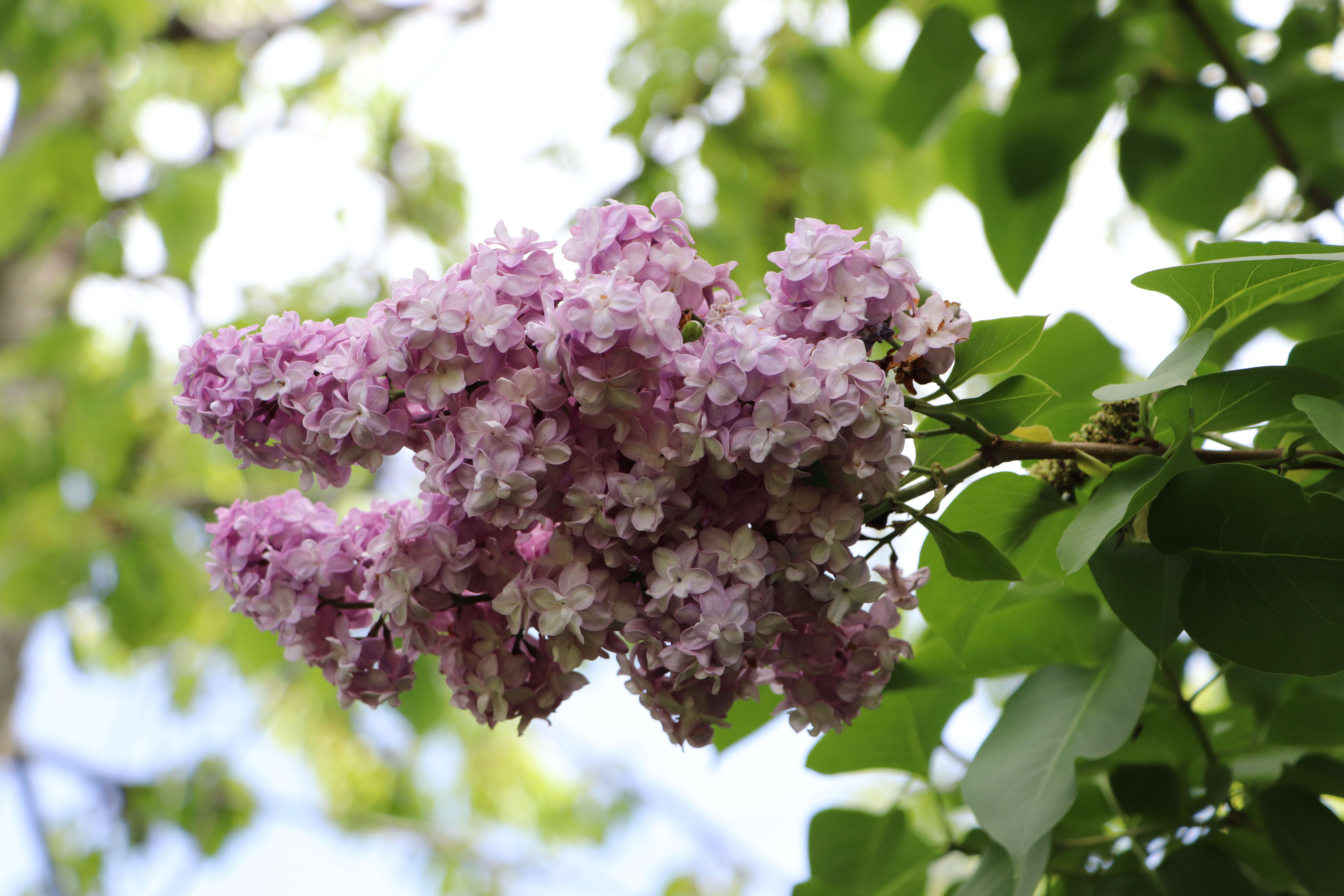 Image of Common Lilac