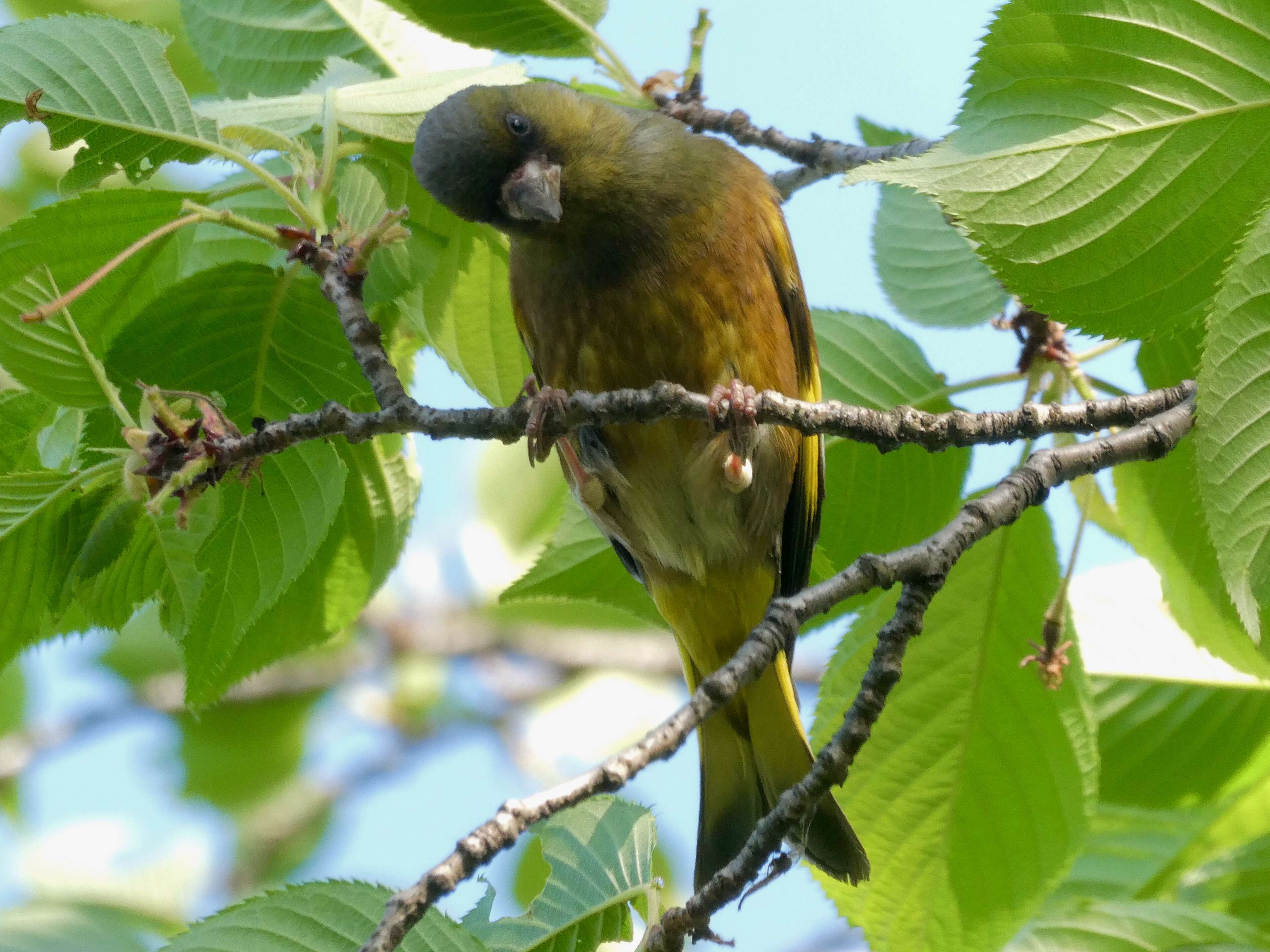 Image of Grey-capped Greenfinch