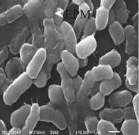 Image of Bacillus megaterium