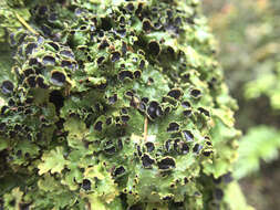 Image of Pseudocyphellaria lichen