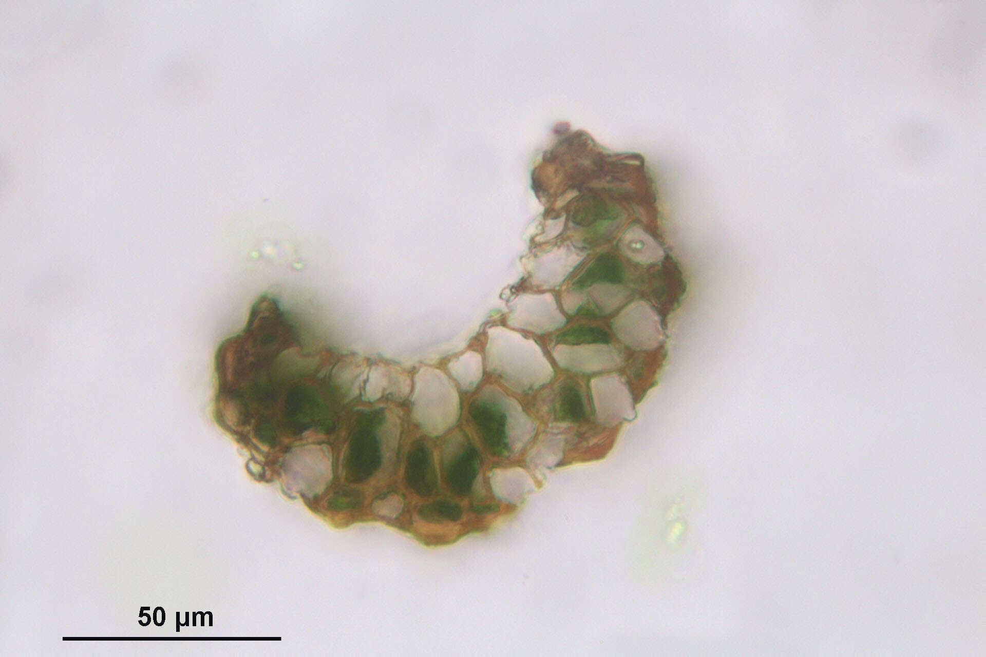 Plancia ëd Paraleucobryum longifolium Loeske 1908