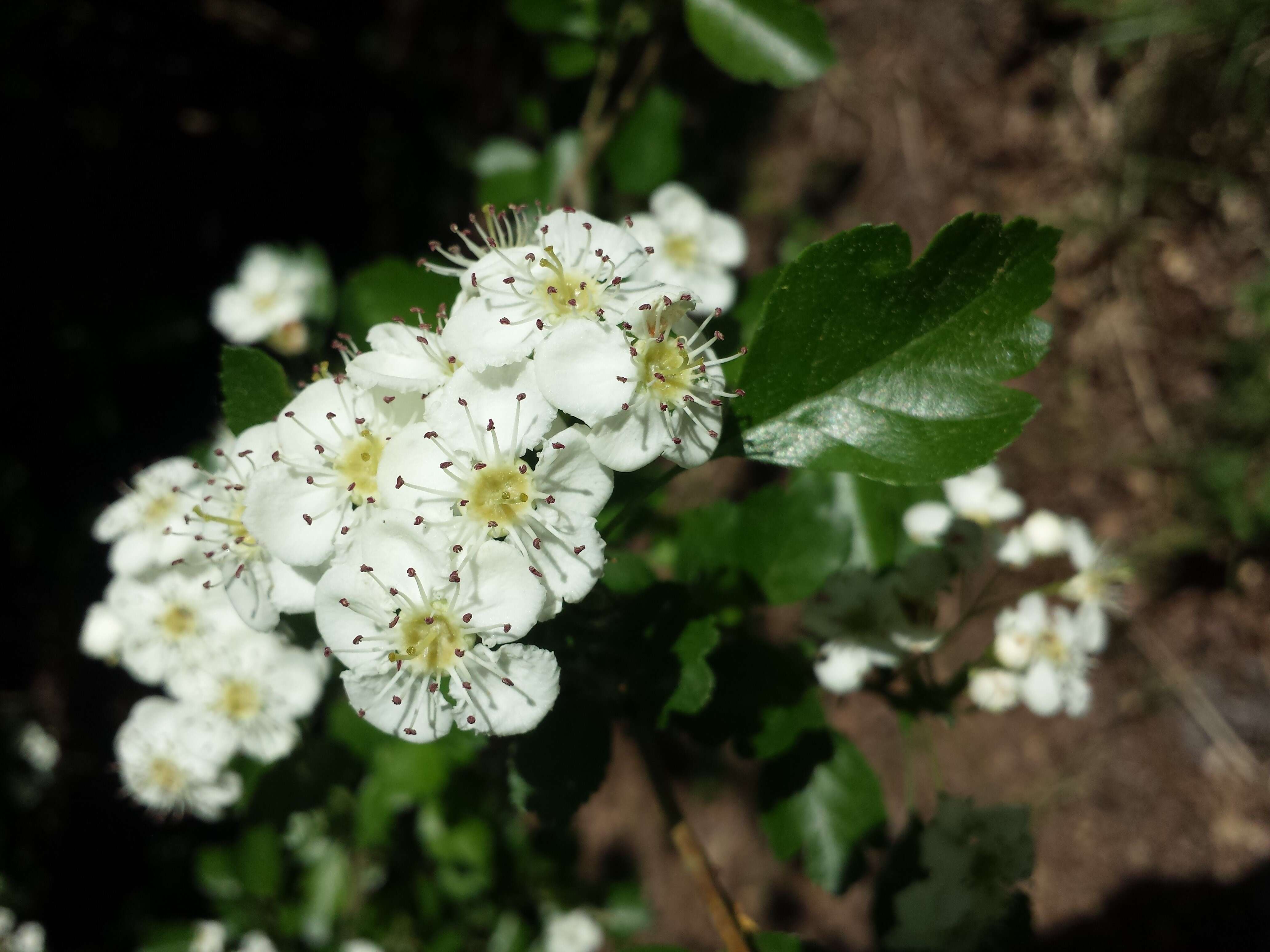 Image of Midland Hawthorn