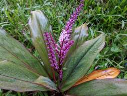 Imagem de Cordyline fruticosa (L.) A. Chev.