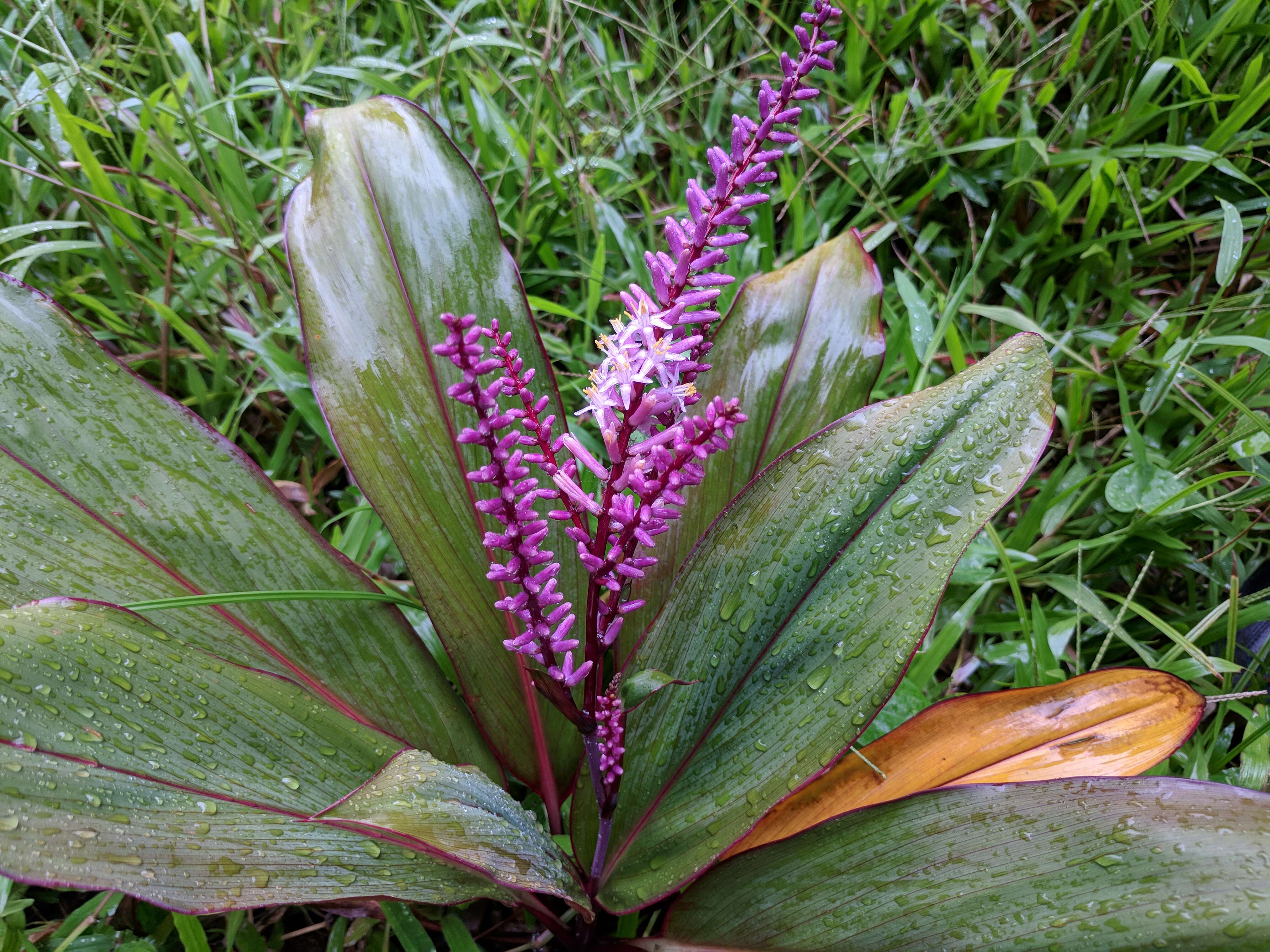 Imagem de Cordyline fruticosa (L.) A. Chev.