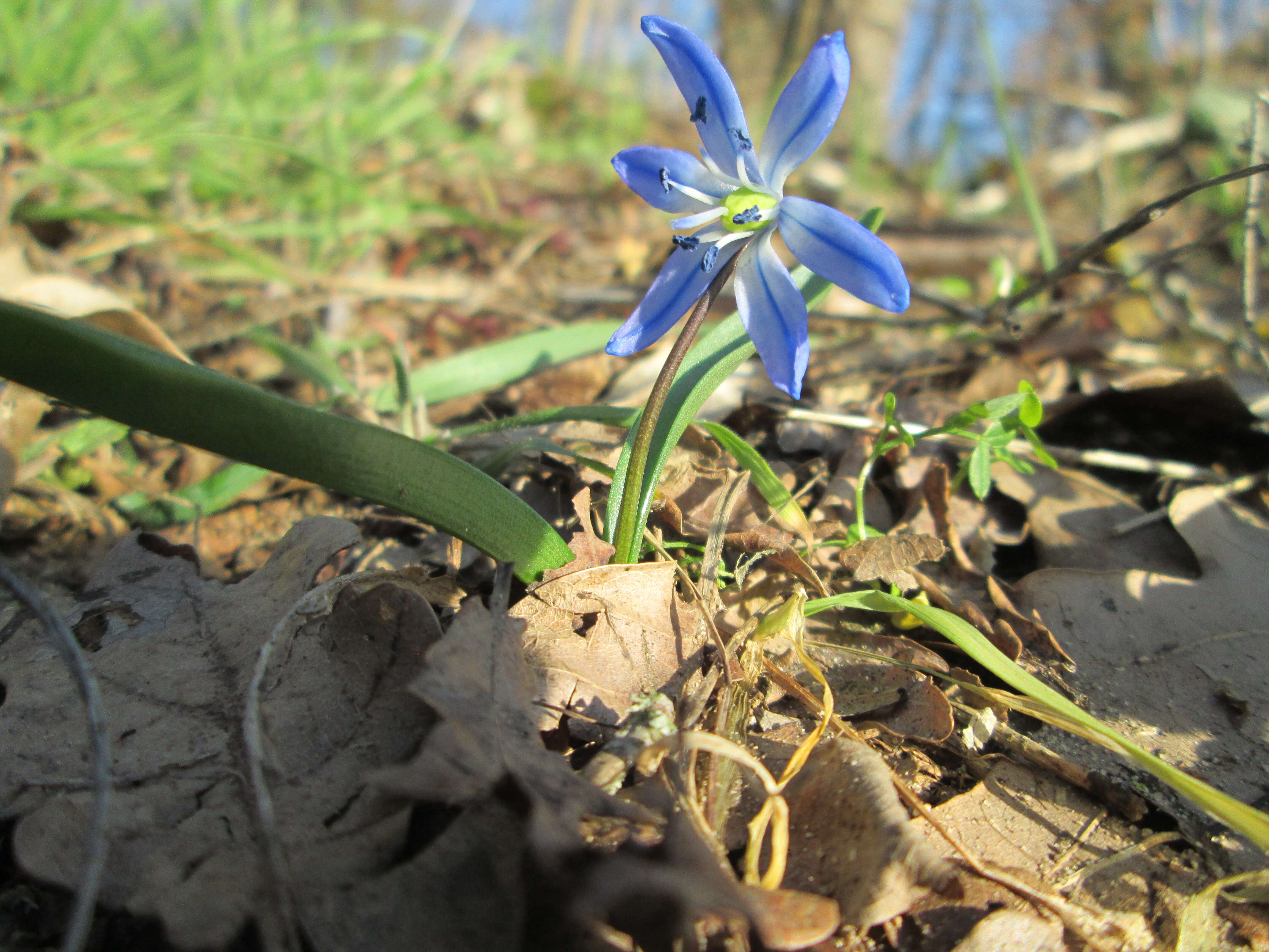 Image of Siberian squill