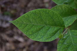 Image de Calycanthus floridus L.