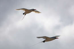 Image of Red-tailed Tropicbird