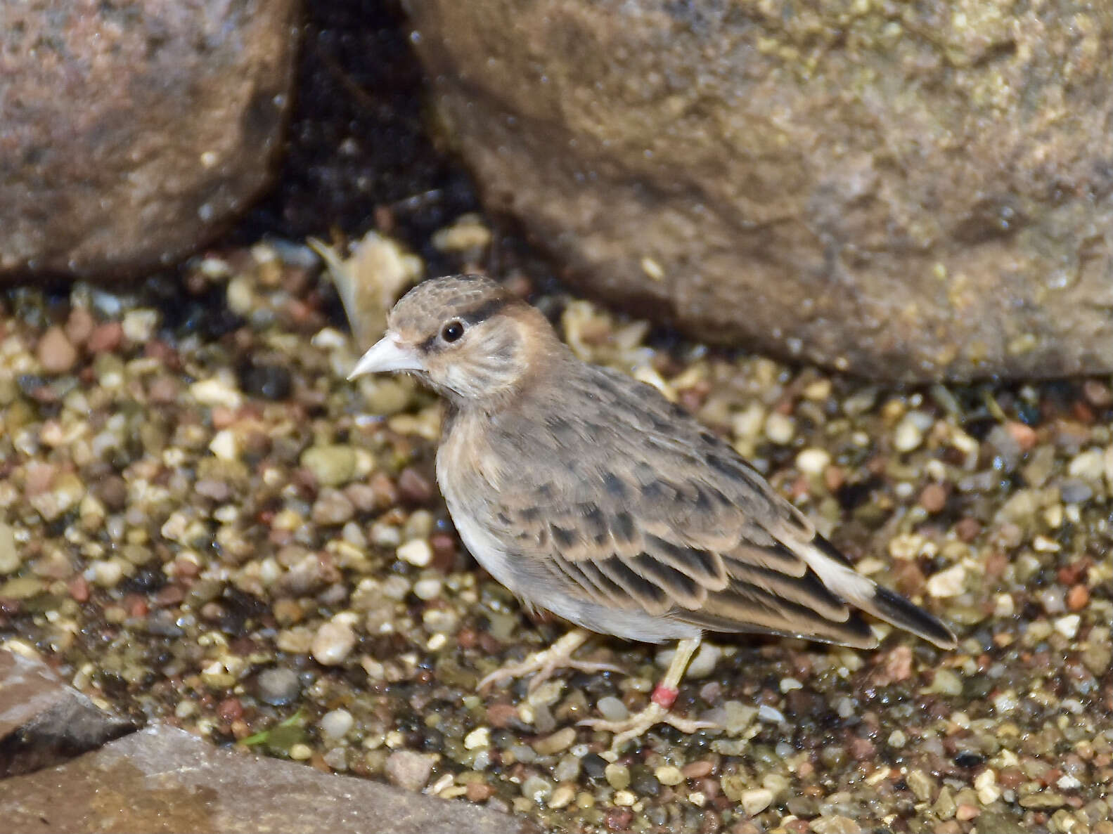 Image de Alouette-moineau de Fischer