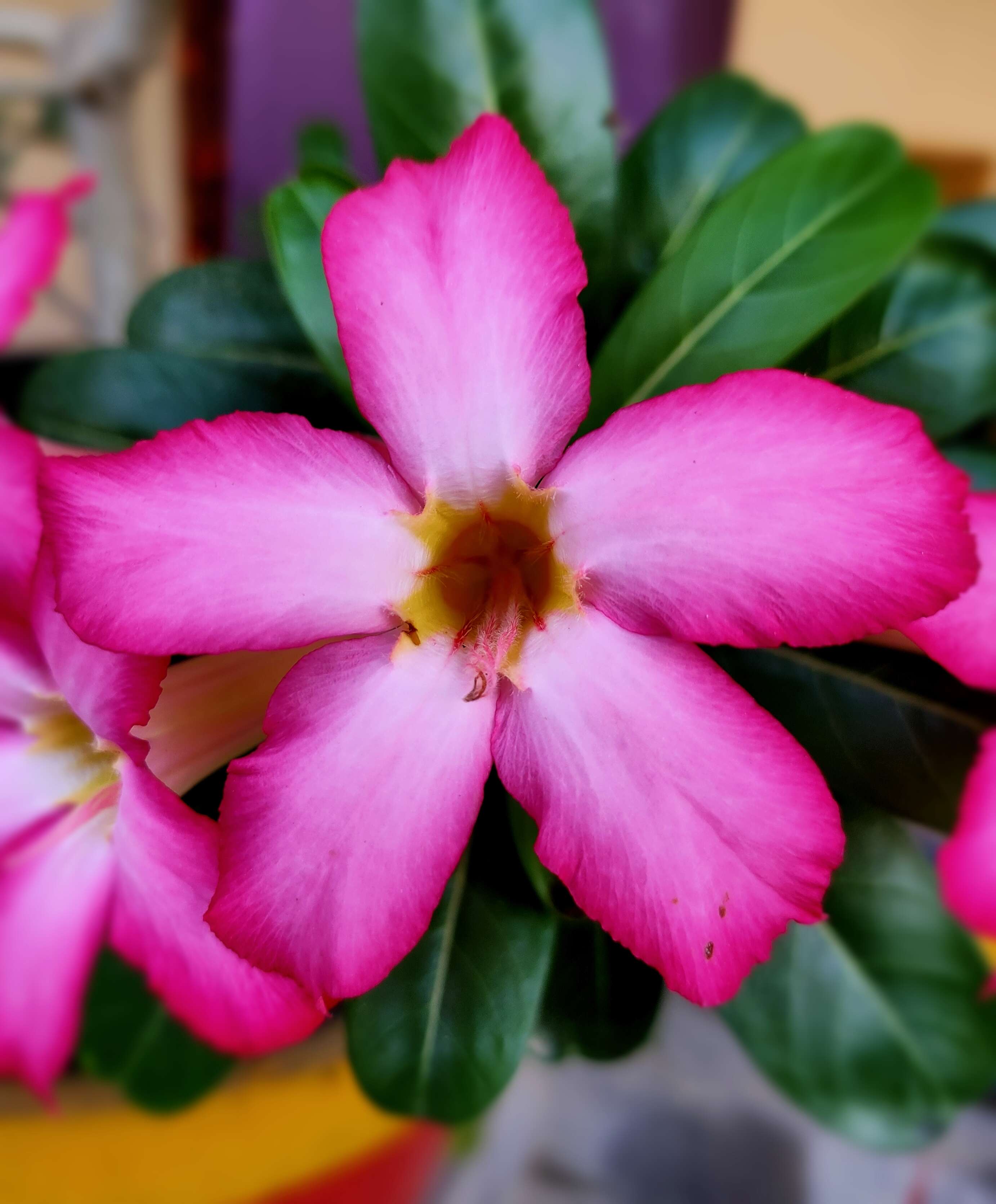 Image de Adenium obesum (Forsk.) Roem. & Schult.