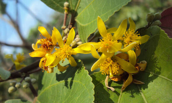 Image of Grewia tiliifolia Vahl