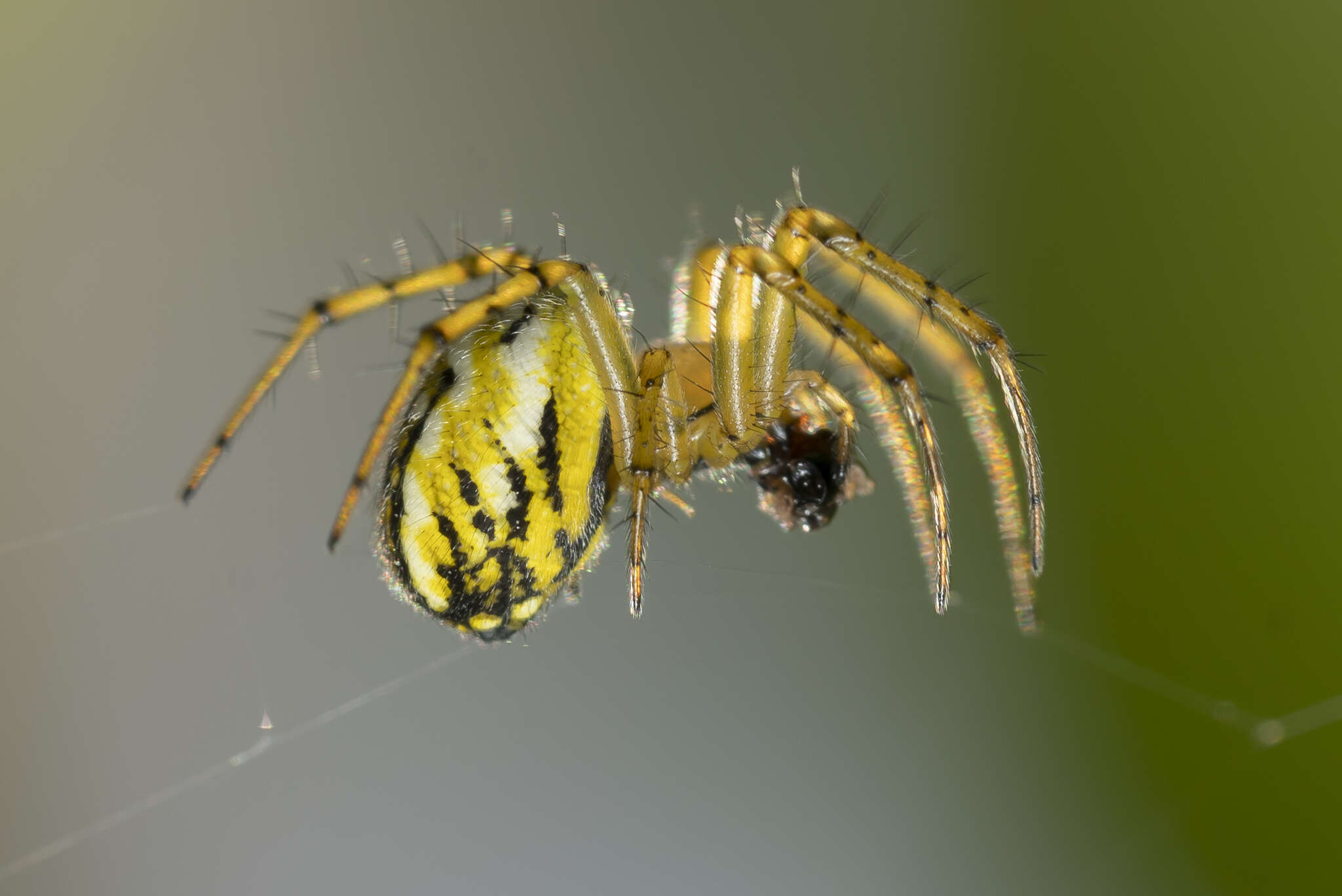 Image of Mangora acalypha (Walckenaer 1802)