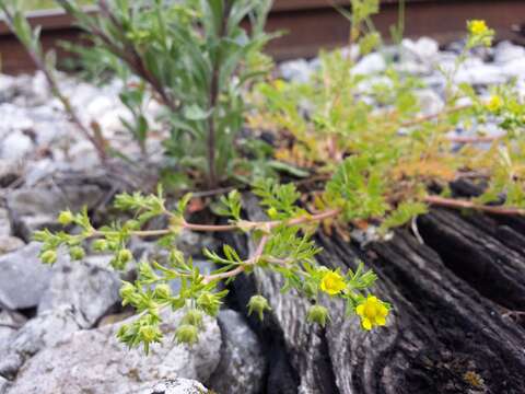 Image of Bushy Cinquefoil