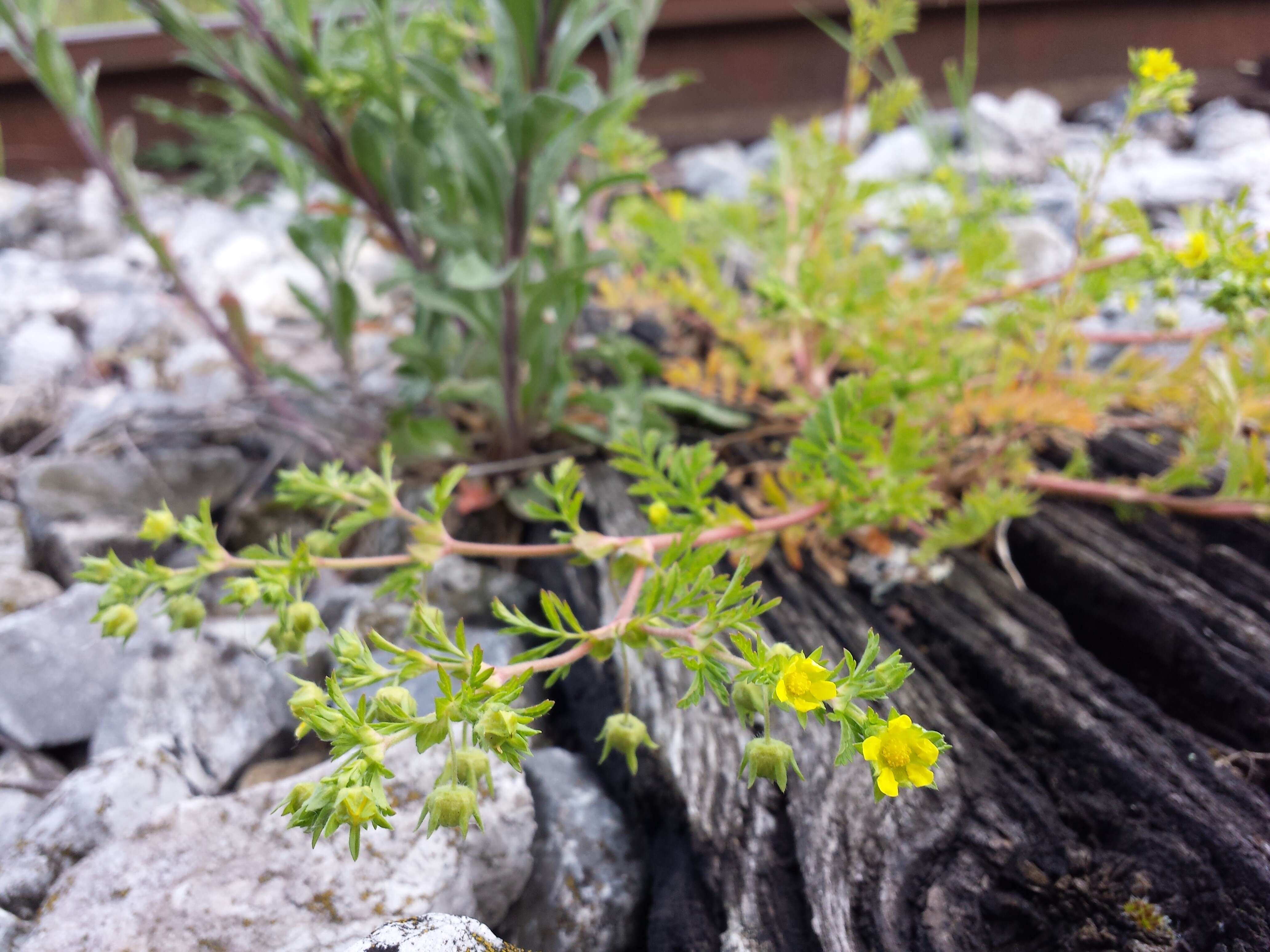 Image of Bushy Cinquefoil