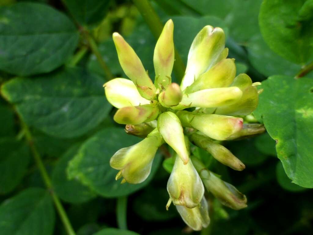 Image of licorice milkvetch