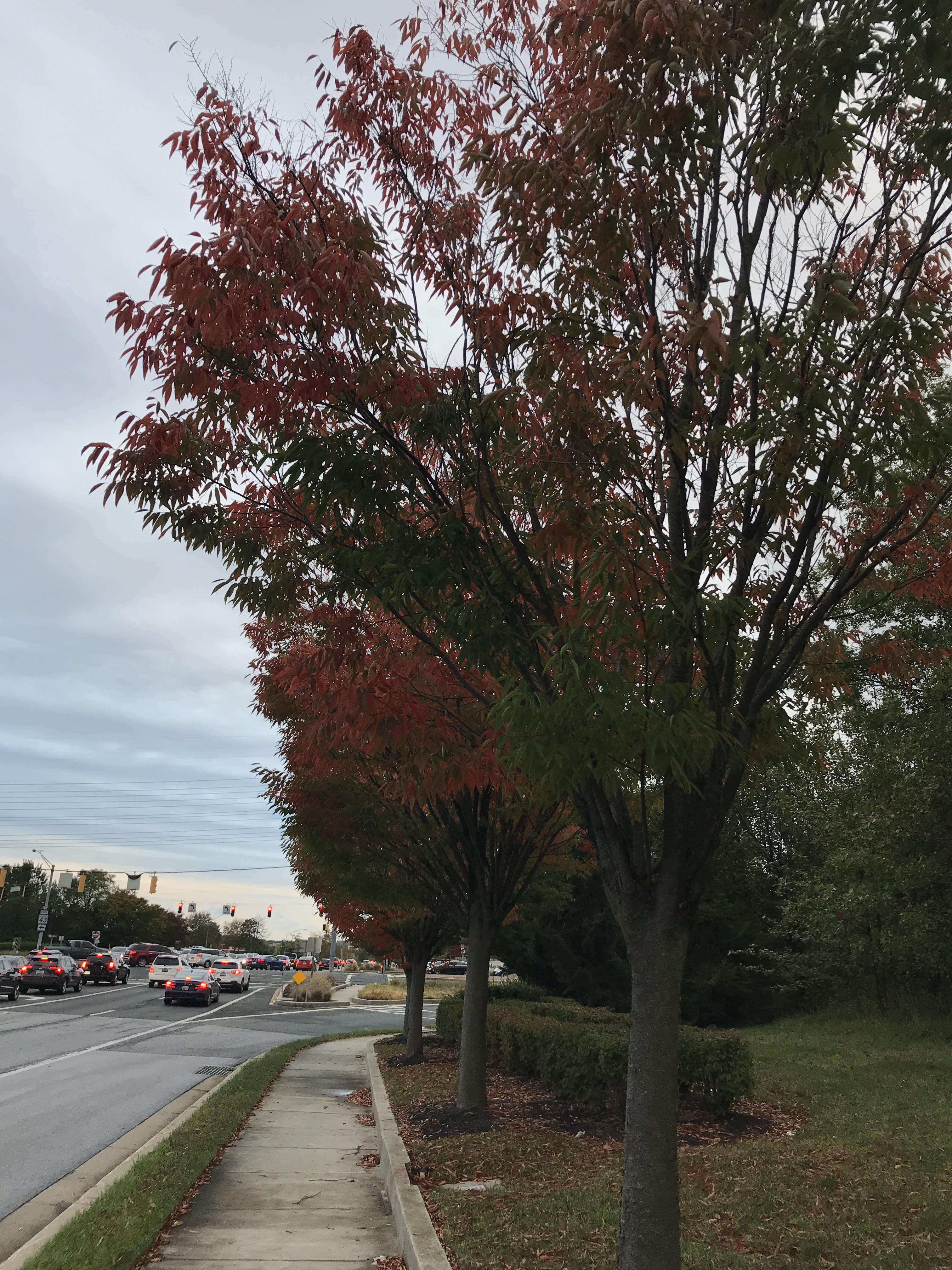 Imagem de Zelkova serrata (Thunb.) Makino