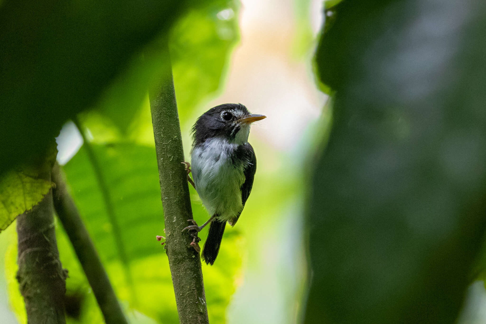 Image of Black-and-white Tody-Flycatcher