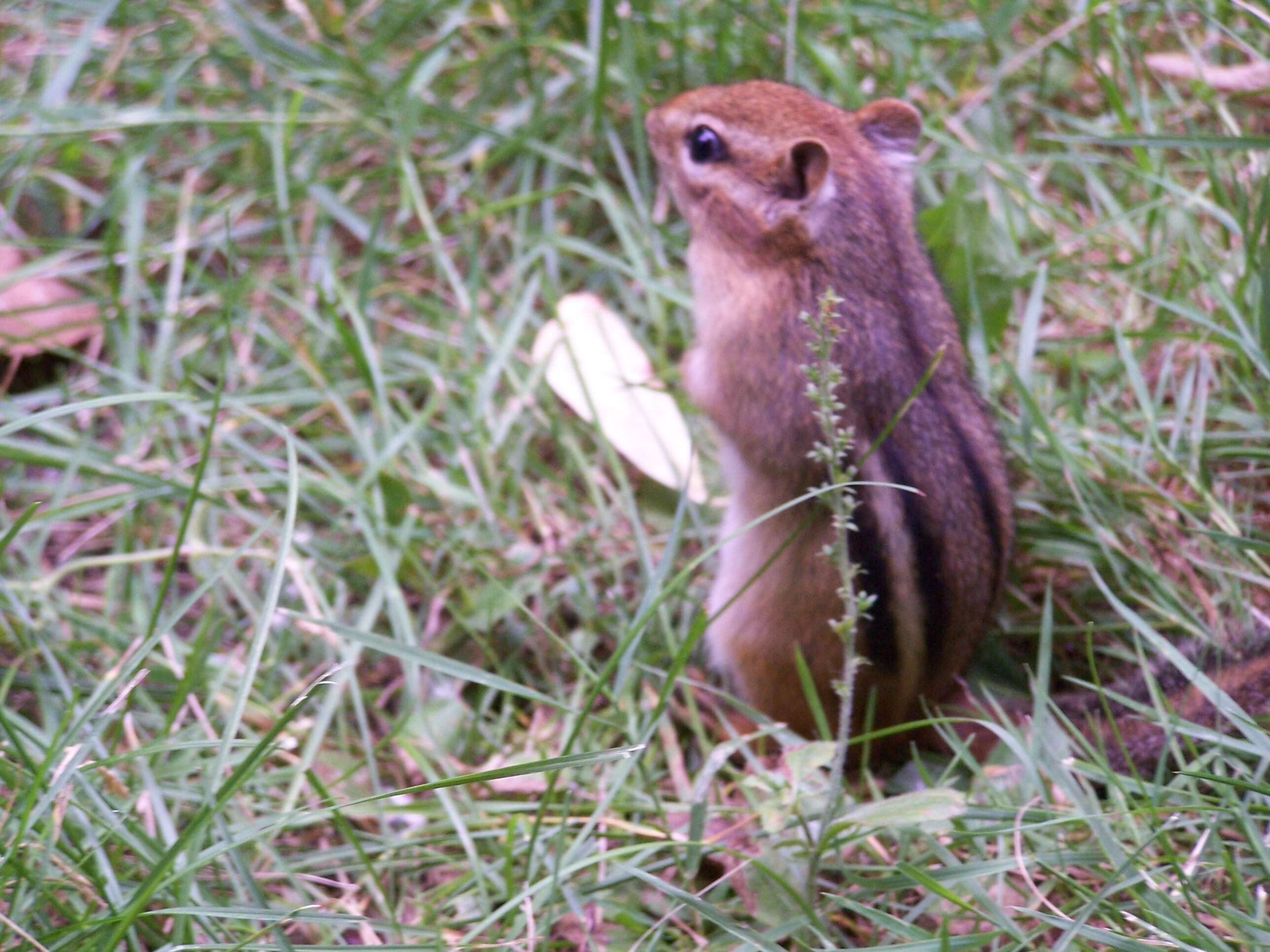 Image of Siberian Chipmunk