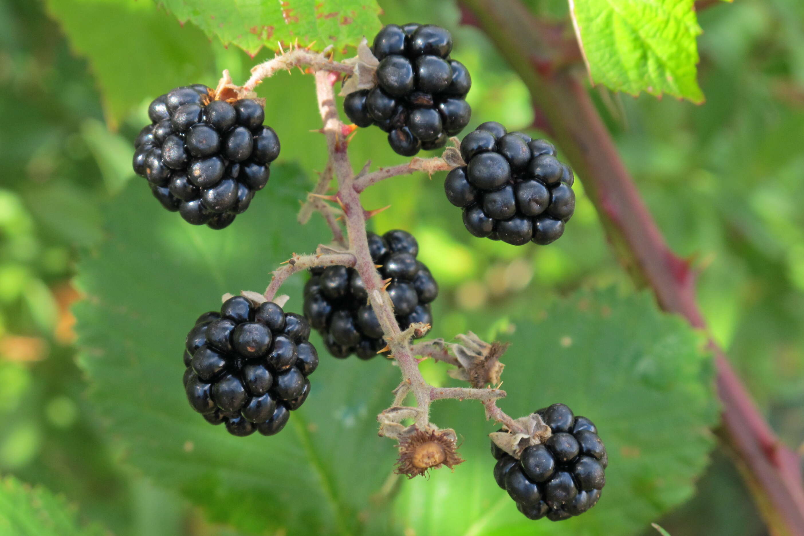 Image of Himalayan blackberry