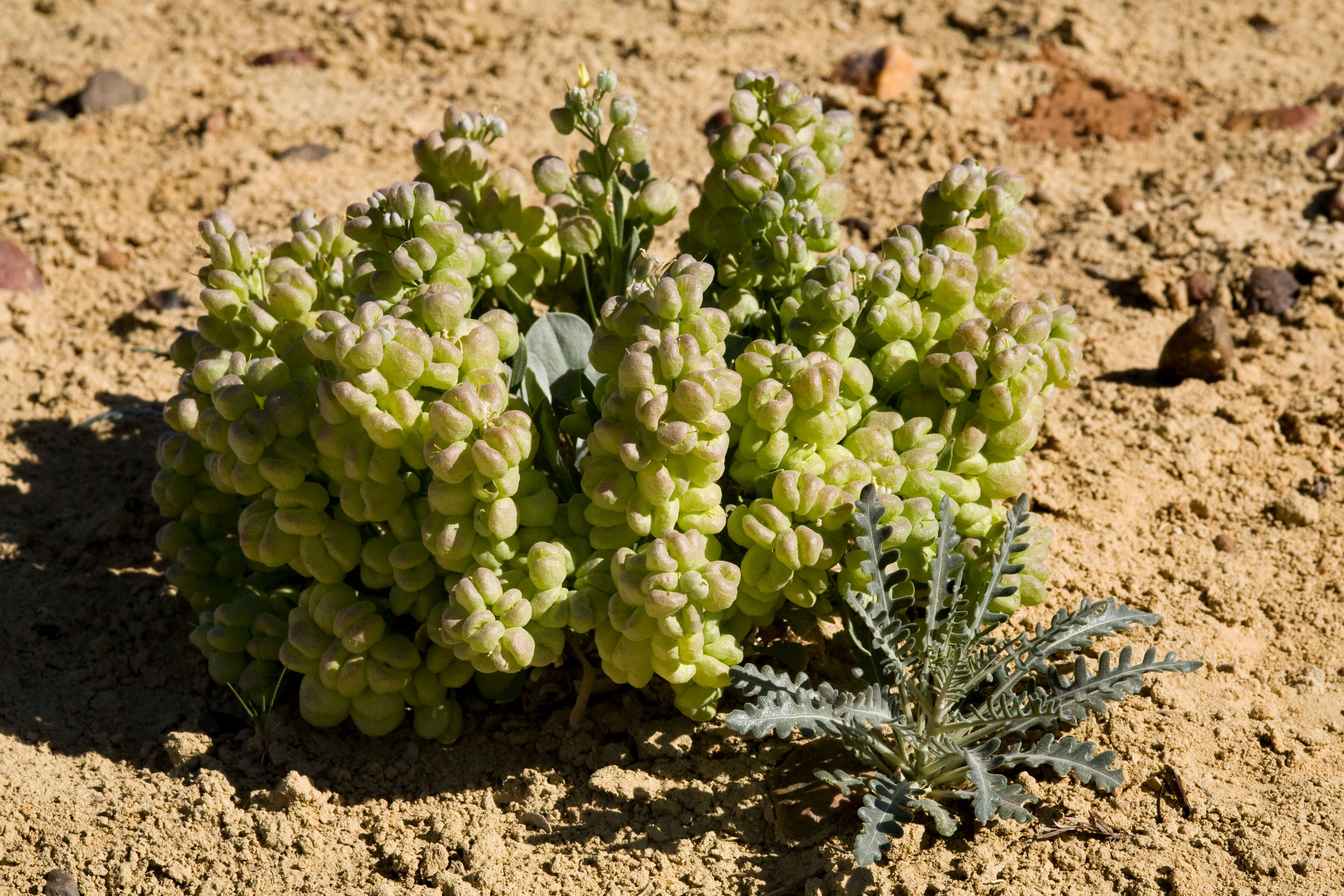 Image of bladderpod