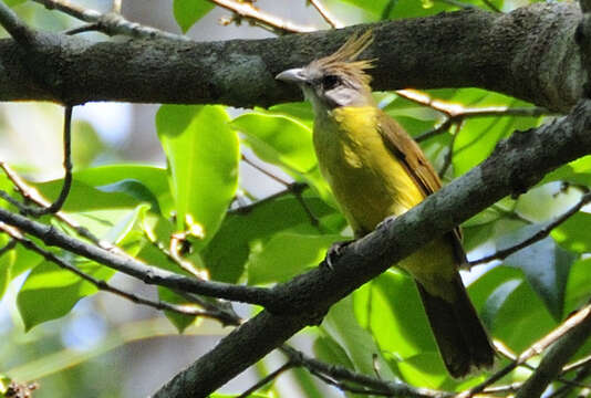 Image of White-throated Bulbul