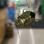 Image of Brown marmorated stink bug