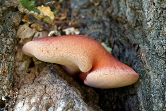 Image of Fistulinaceae