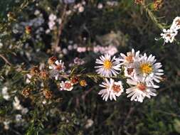 Image of hairy white oldfield aster