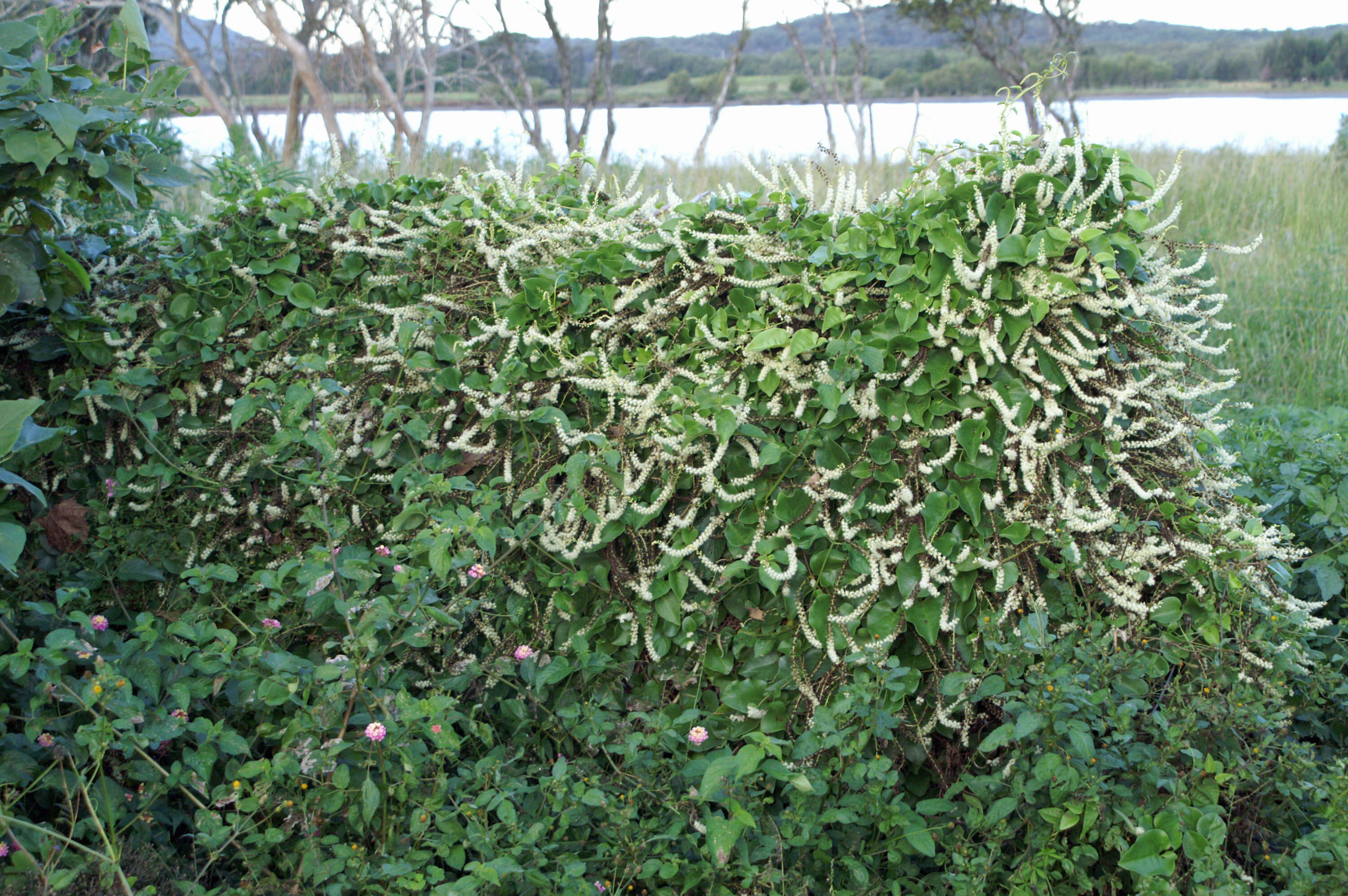 Image of heartleaf madeiravine