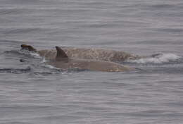 Слика од рамночелен кит