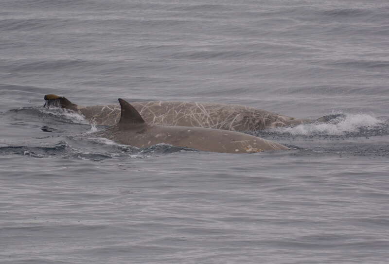 Image of Flatheaded Bottlenose Whale