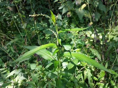 صورة Persicaria mitis (Schrank) Asenov