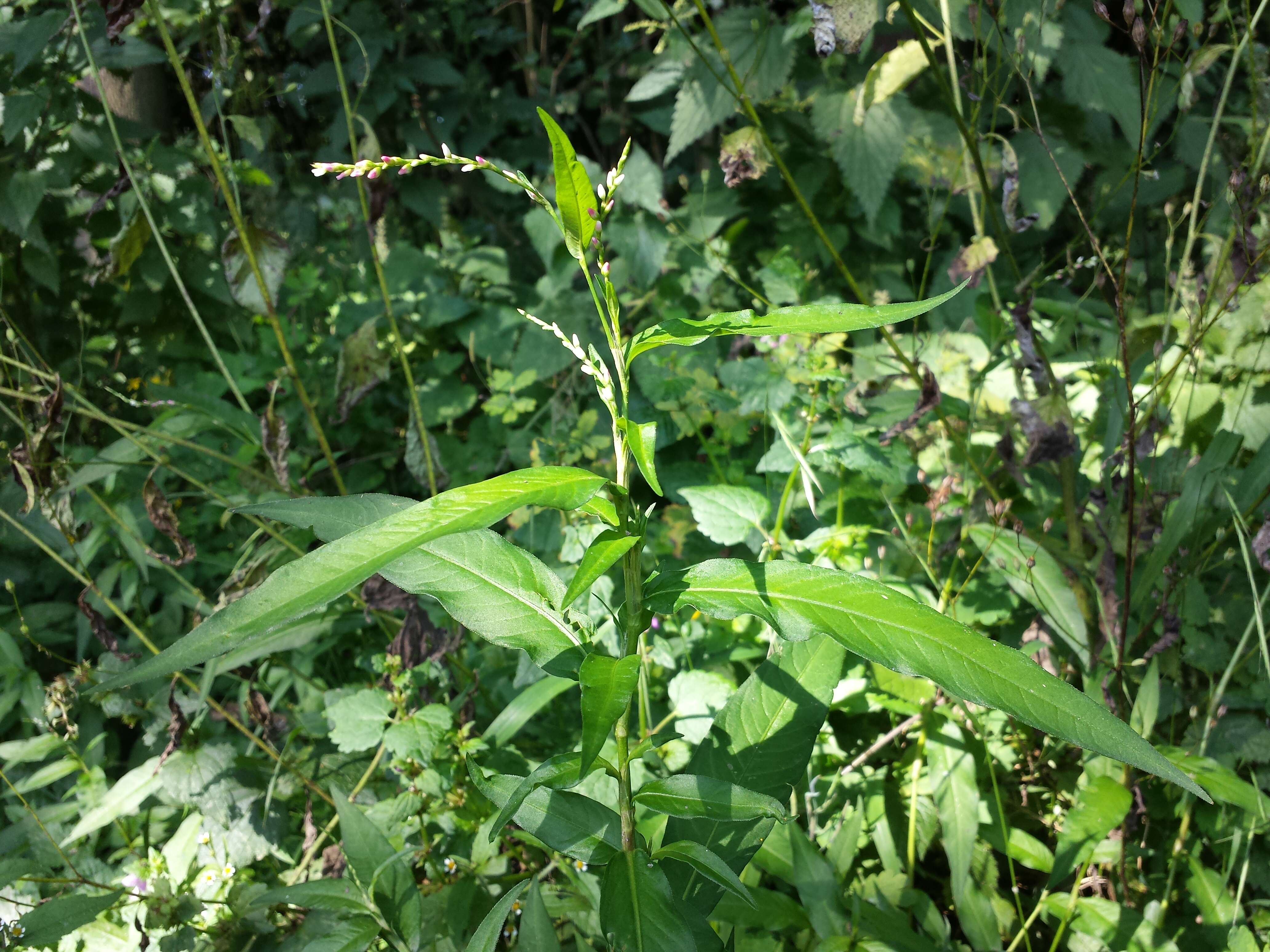 صورة Persicaria mitis (Schrank) Asenov