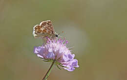 Image of large grizzled skipper