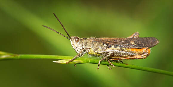 Image of Common Field Grasshopper