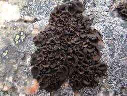 Image of Peppered rock tripe lichen