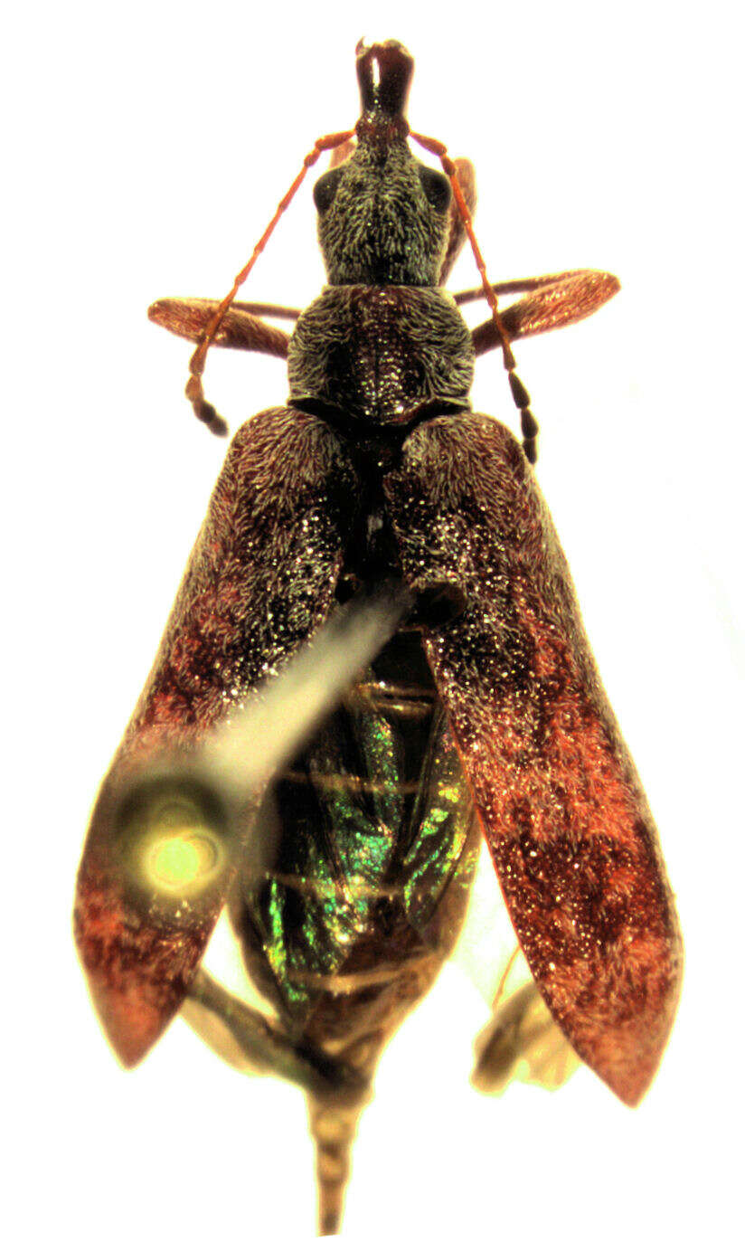Image of Pachyurinus