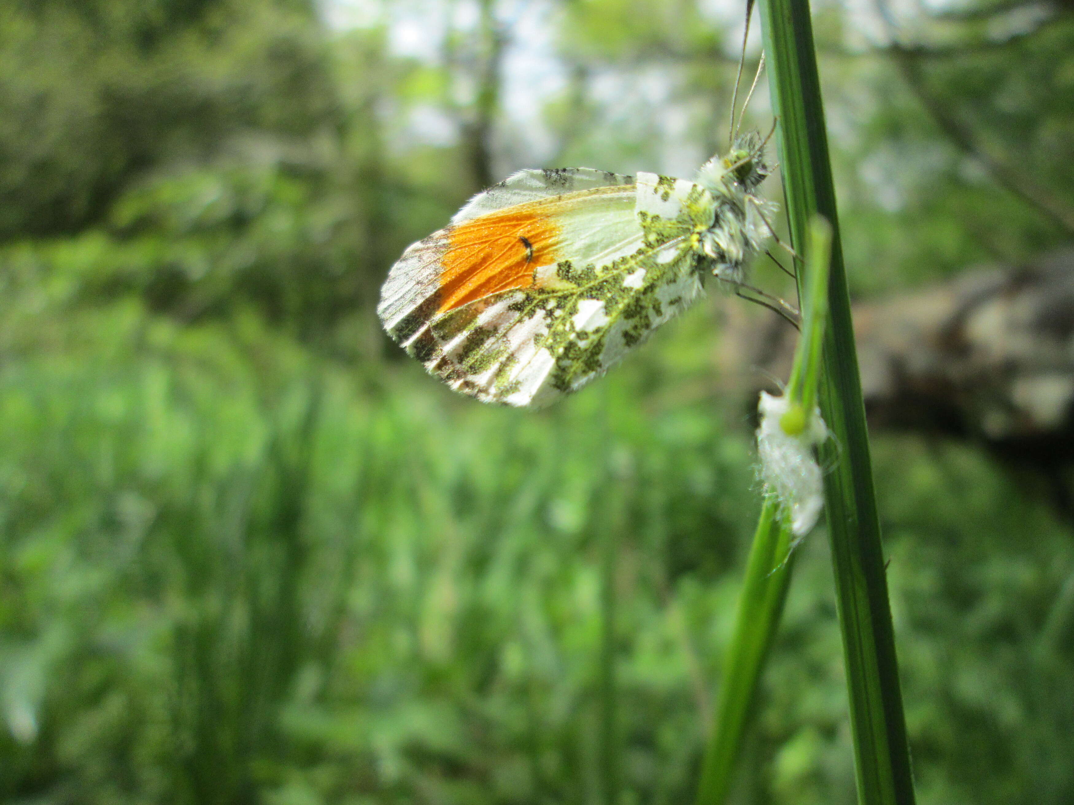 Image of orange tip