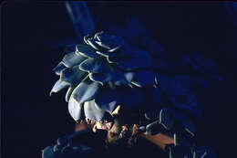 Image of hens and chicks