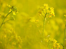 Image of Brassica rapa subsp. oleifera