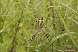 Image of Barbary Spider