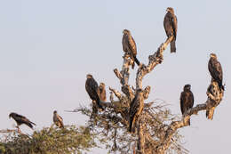 Image of Black Kite