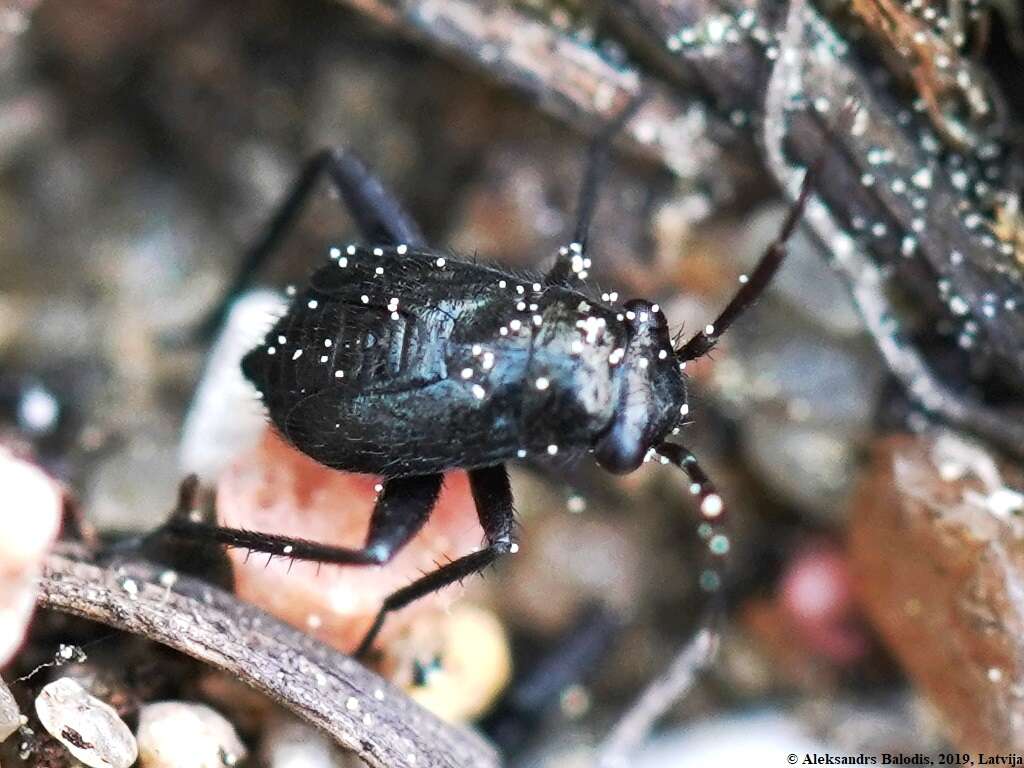 Слика од Orthocephalus coriaceus (Fabricius 1777)