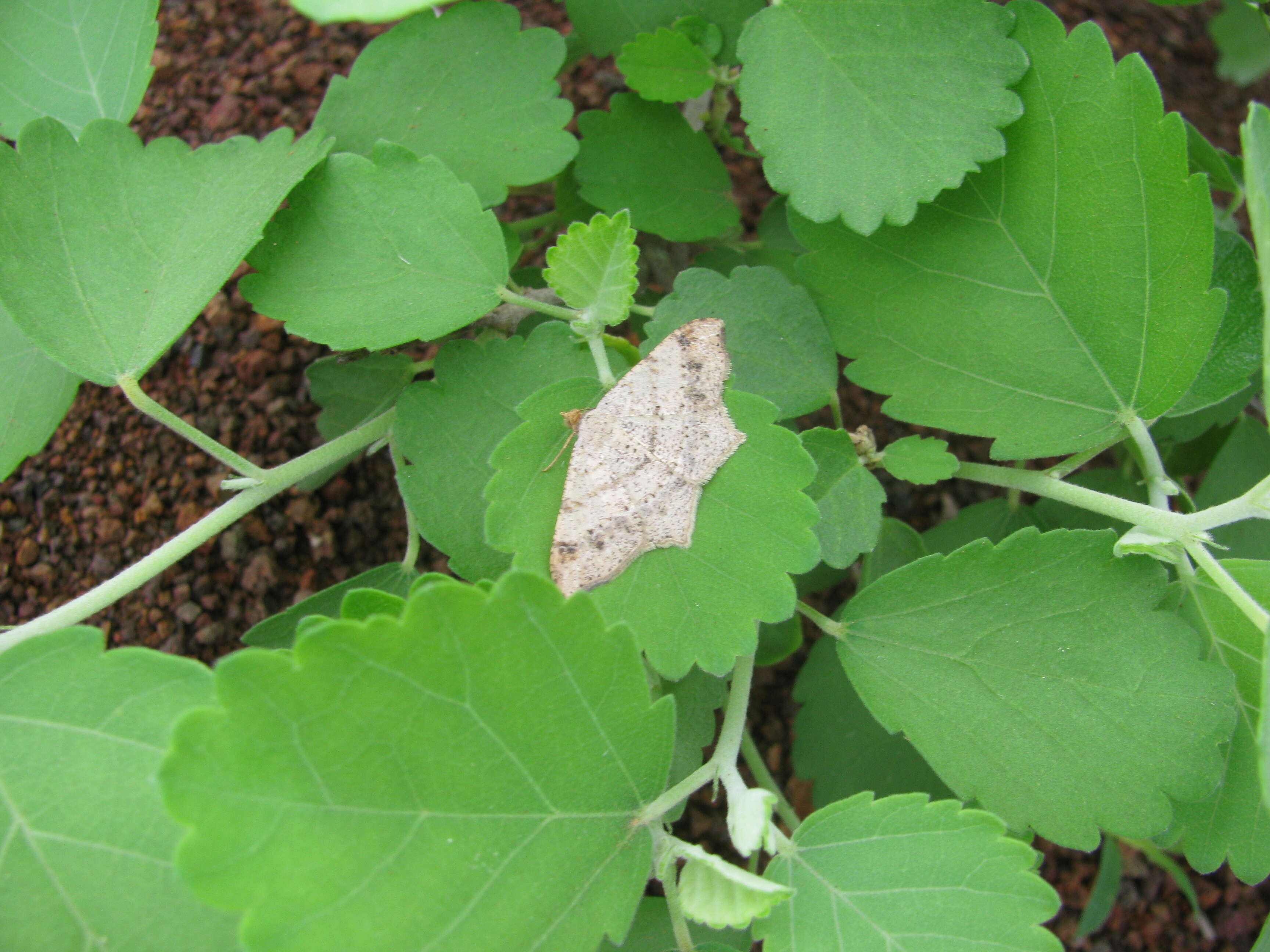 Image of Semiothisa simulata