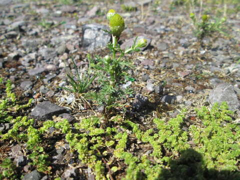 Image of disc mayweed