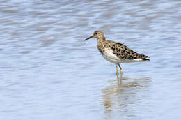 Image of Ruff